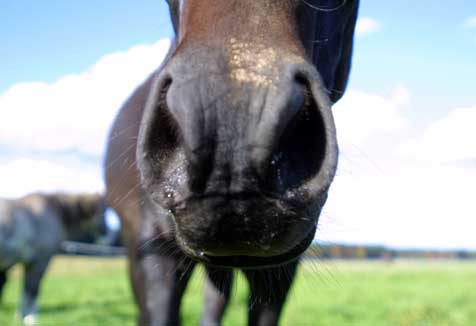 Horse nose