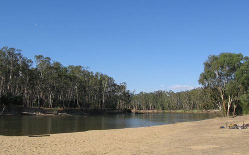 Eucalypts on river