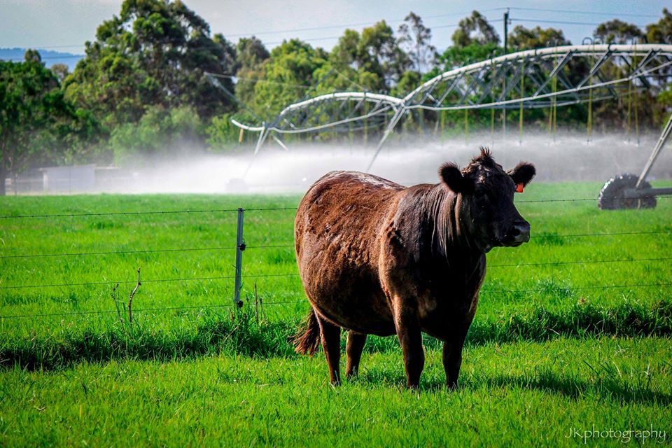 Pasture irrigation with recycled water