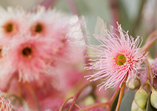 Image of a ecualtypus leaves with pink flowers blooming