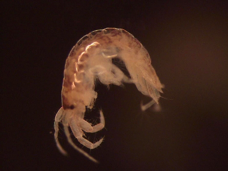 Shrimp (Paramelitidae)