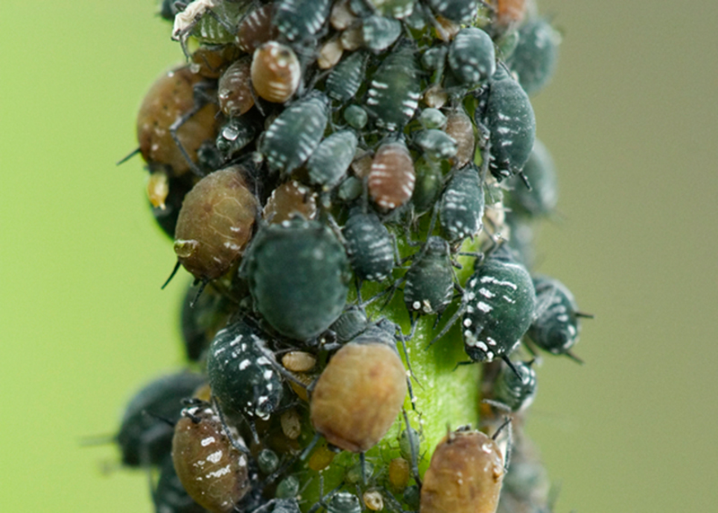 Aphids On Stem