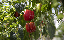 Capsicum in glasshouse