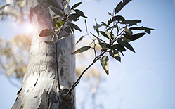 Tree branch