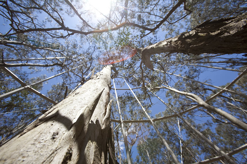 Eucalypts canopy