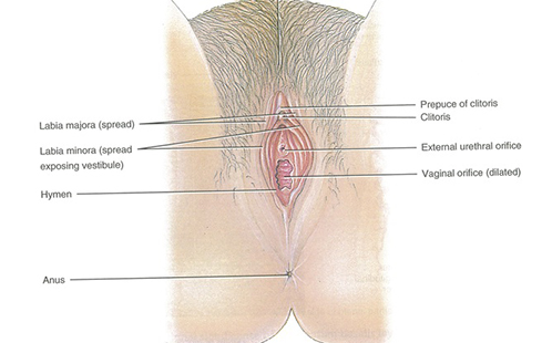 Clitoris outer inflamations pictures