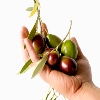 shot of a hand holding ripe olives