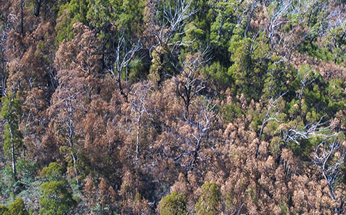 Forest Drought Dieback