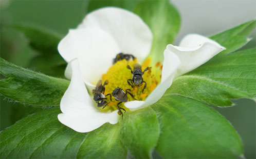 Native Bees on Strawberry