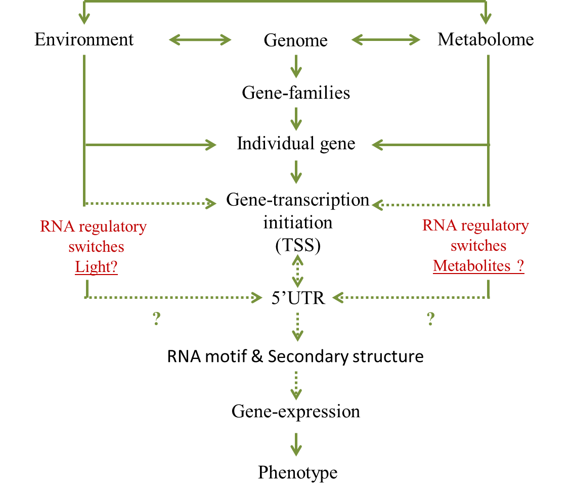 metabolic feedback regulation in carotenoid biosynthesis pathway 