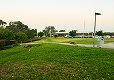 Kangaroos on Kingswood_RHC Photo Button