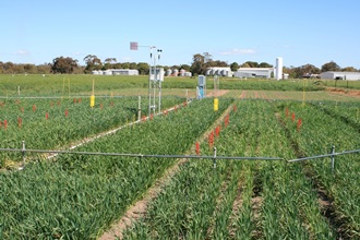 Elevated CO2 ring, Horsham