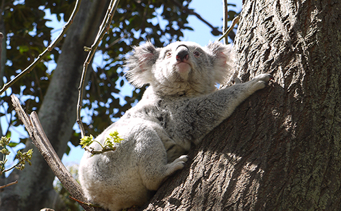 Koala in tree 