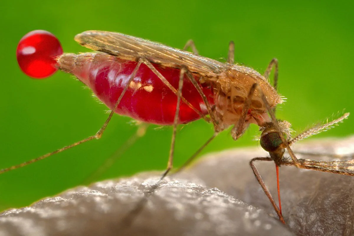 Mosquito attached to something