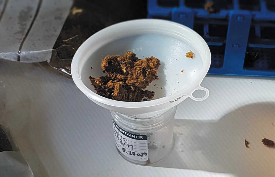 Koala faeces being analysed