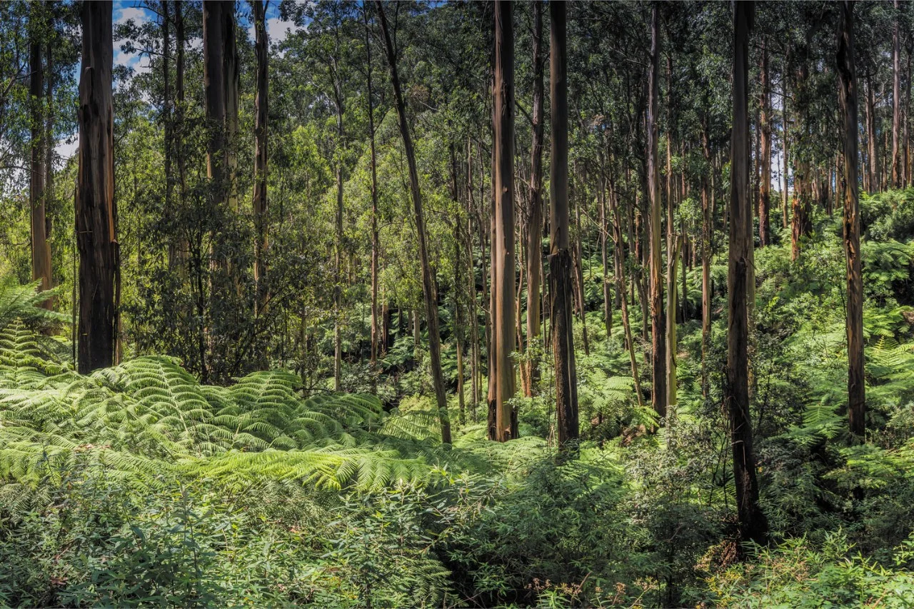 Tarra-Bulga National Park Landscape
