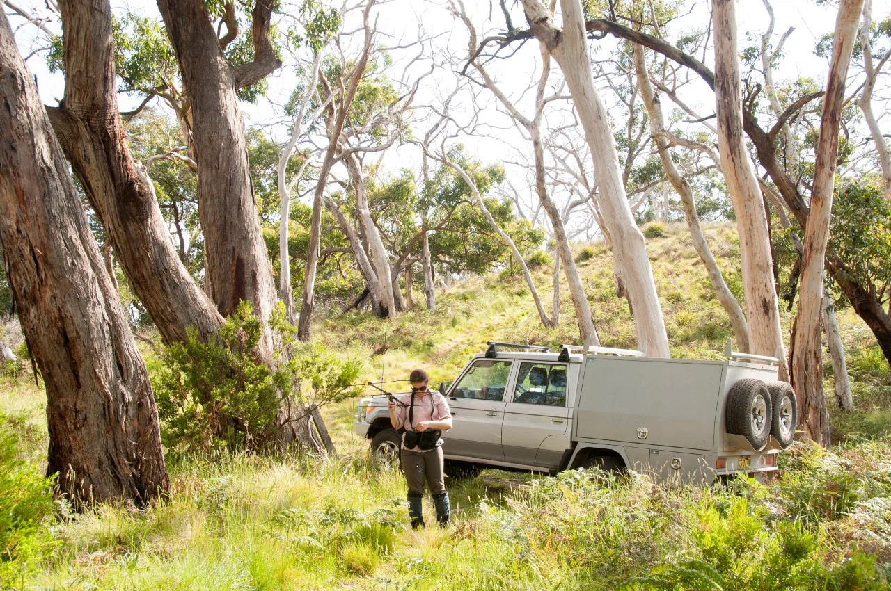 Koala ridge research