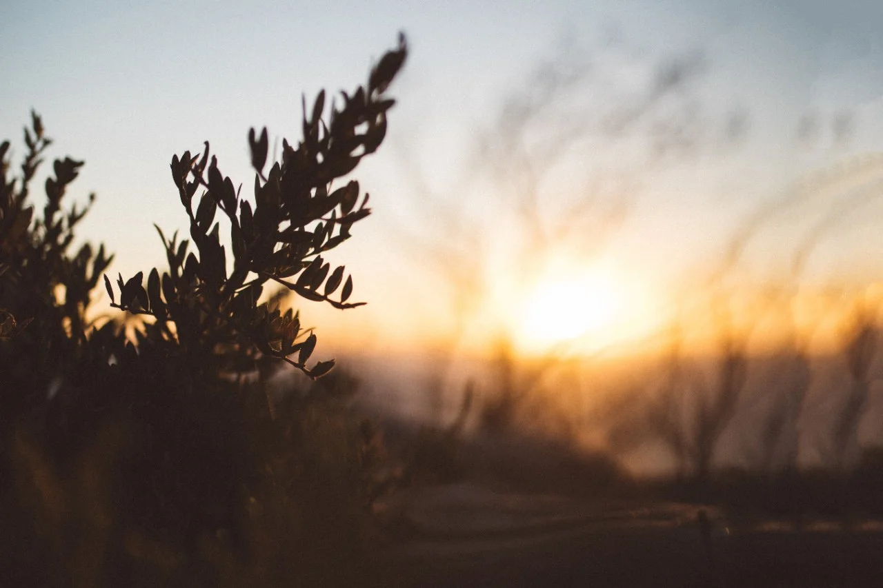 Australian Bush at Sunset