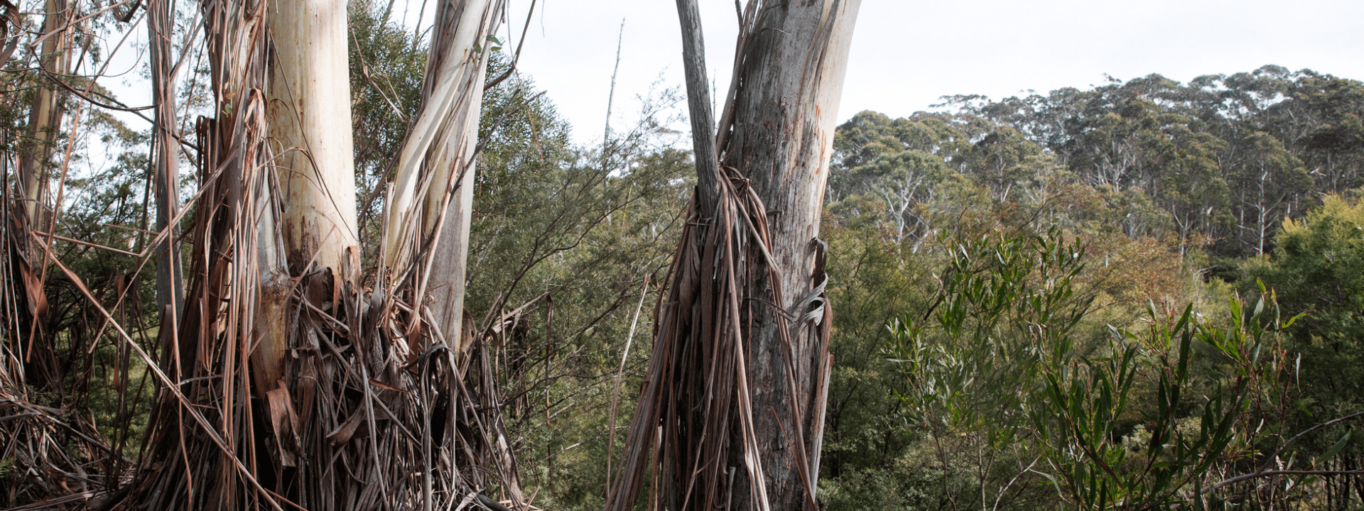 Western Sydney Creative Advisory Committee,Western Sydney Creative Advisory Committee