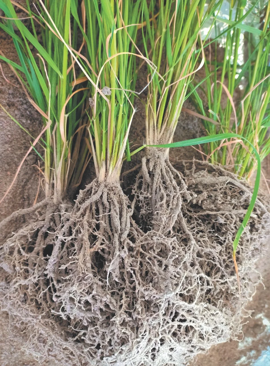 Plant roots