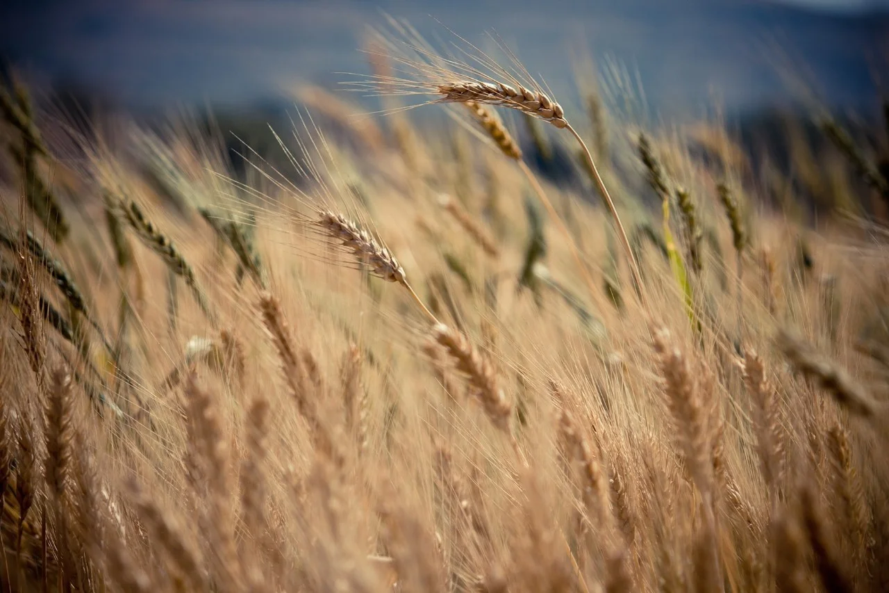Wheat Crops