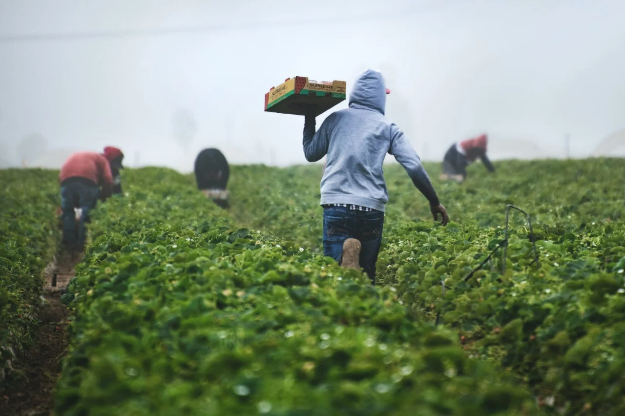 Farmers working