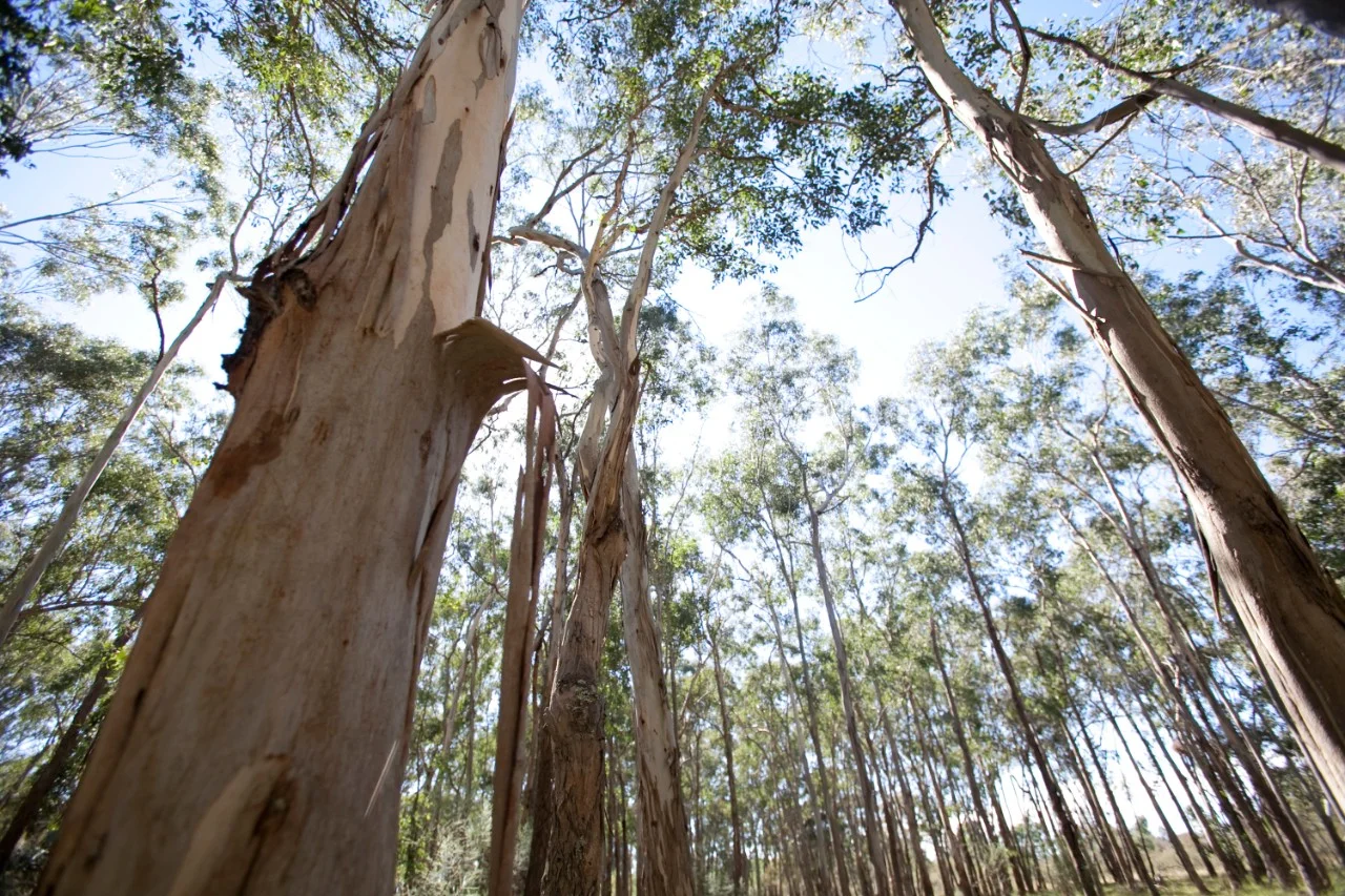 Hawkesbury Campus Forest