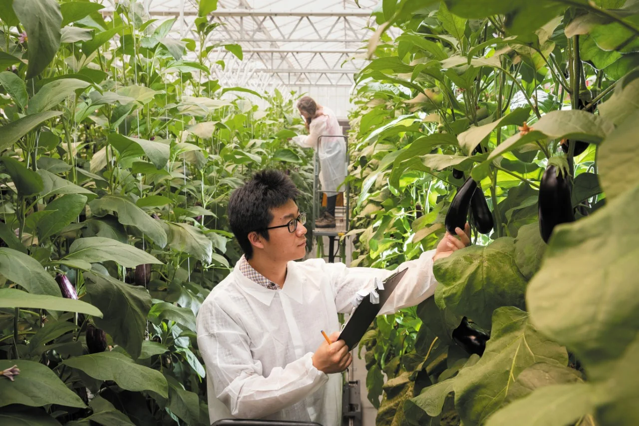 Chenchen Zhao and Chelsea Maier examining eggplants in Western’s glasshouse.