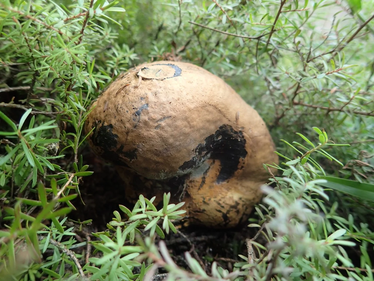 Pisolithus microcarpus, pictured above, is a mycorrhizal fungus.