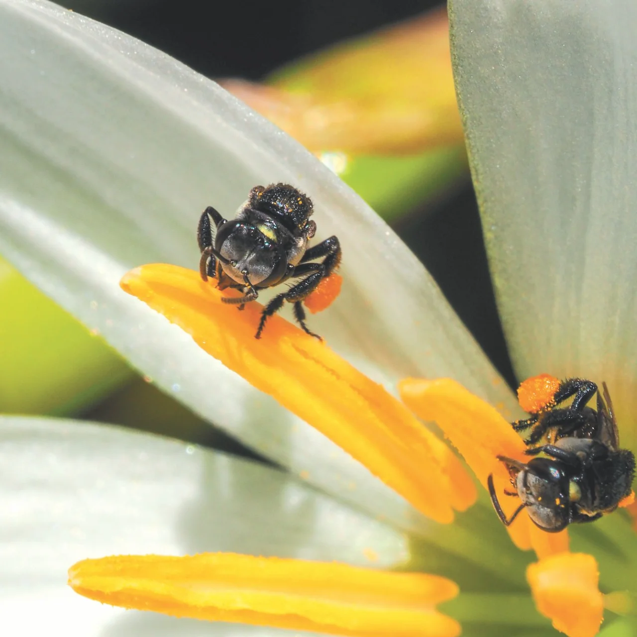 Stingless bees