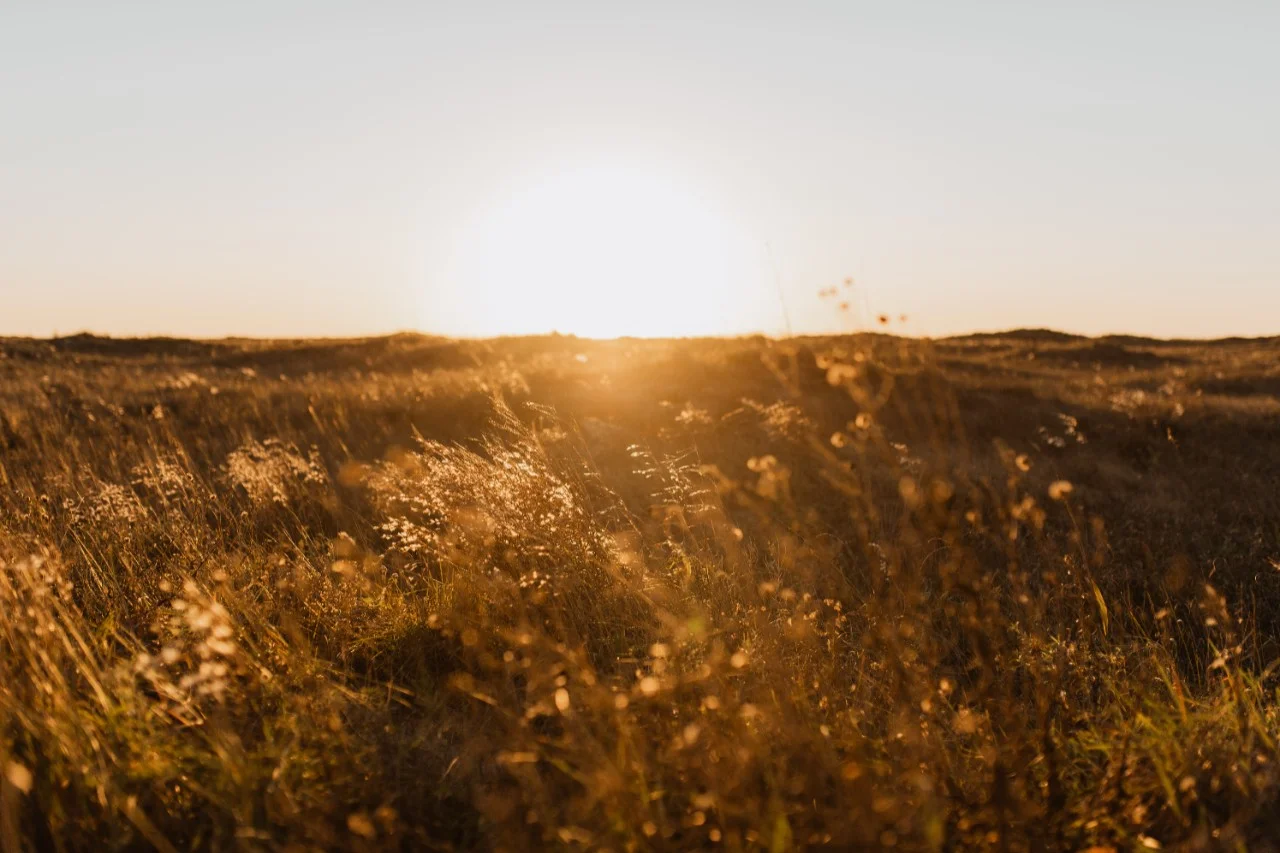 A field of brown grass