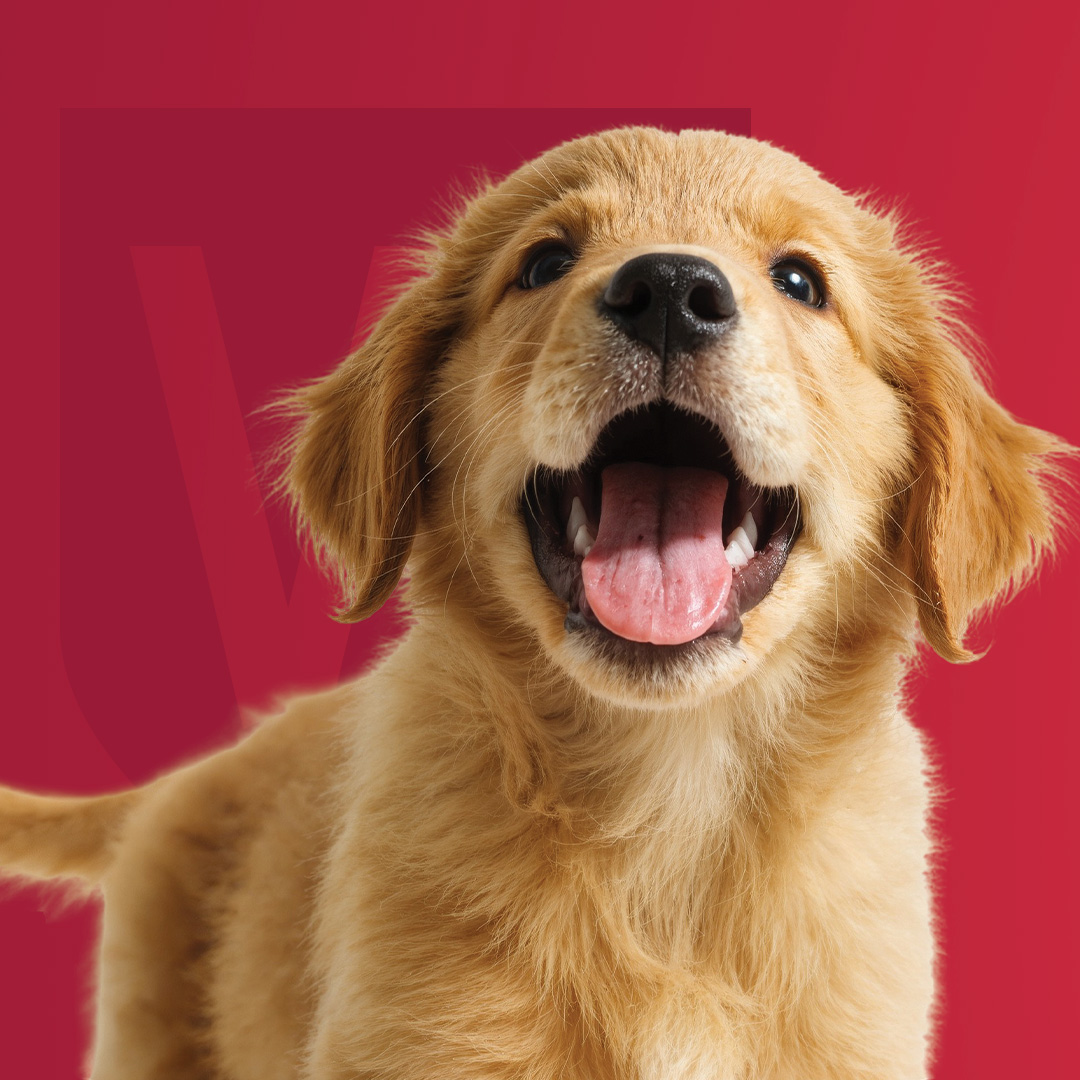 Paws Pet Therapy at the Library