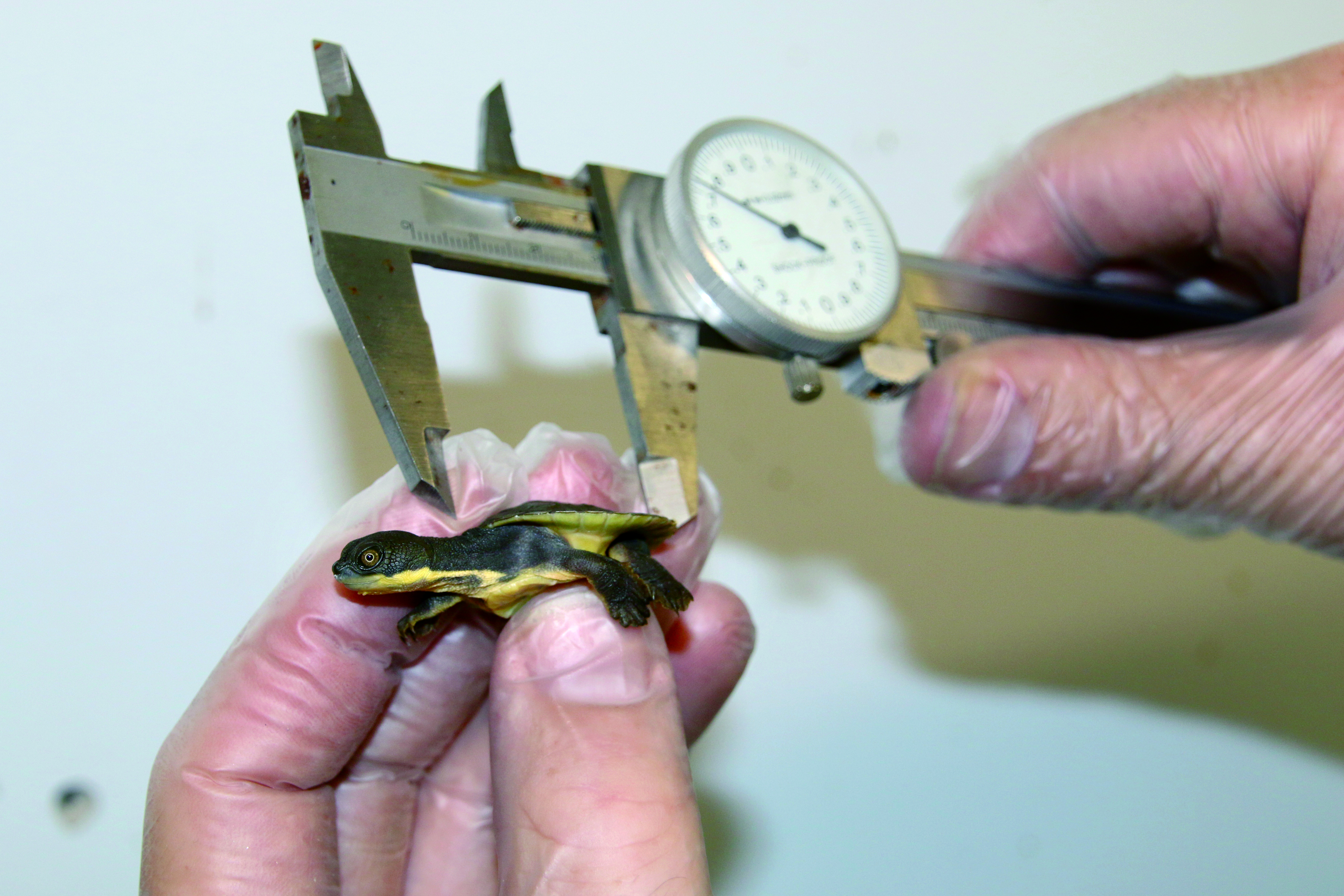 A hatchling being measured
