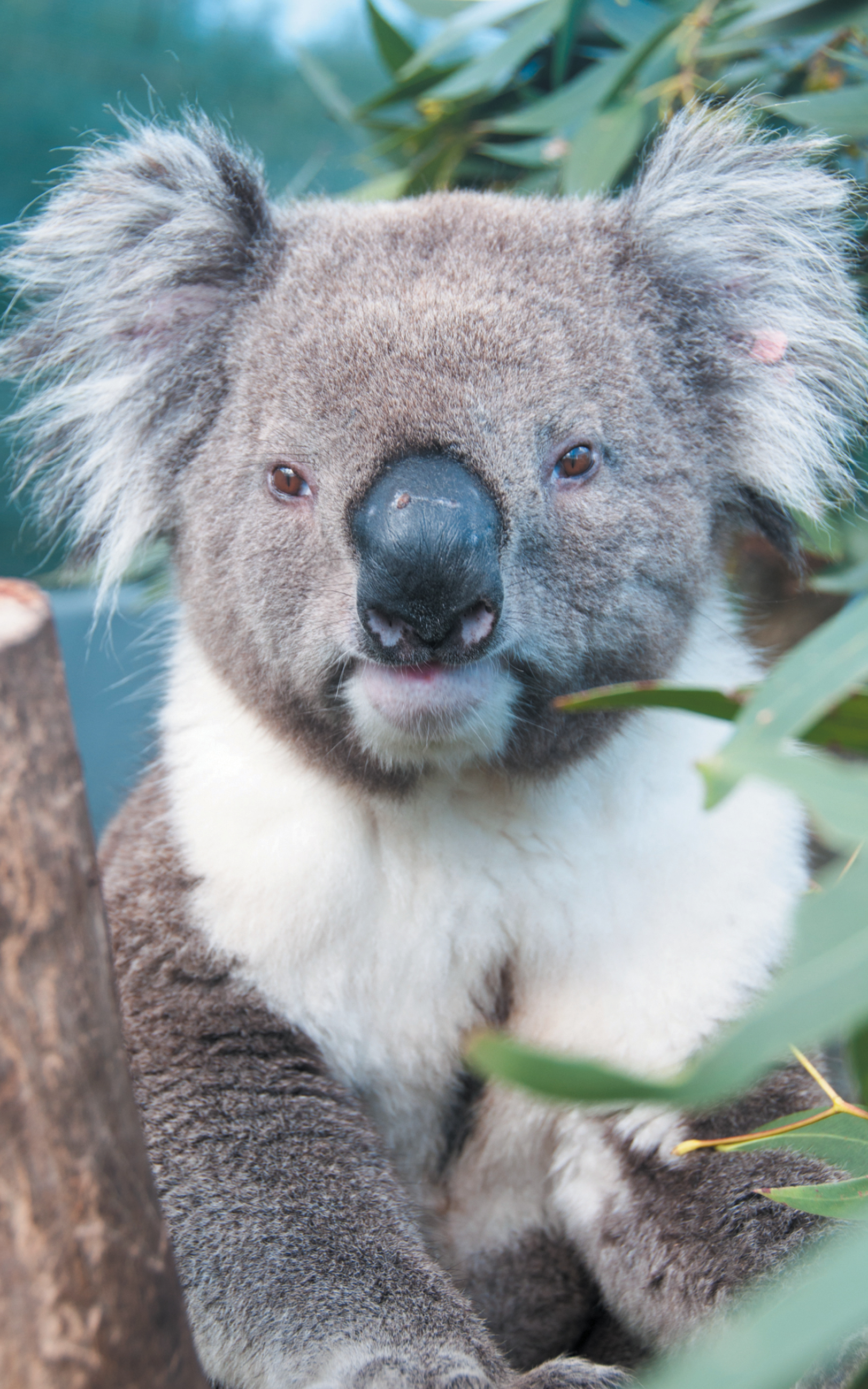 The Koala - Phascolarctos Cinereus