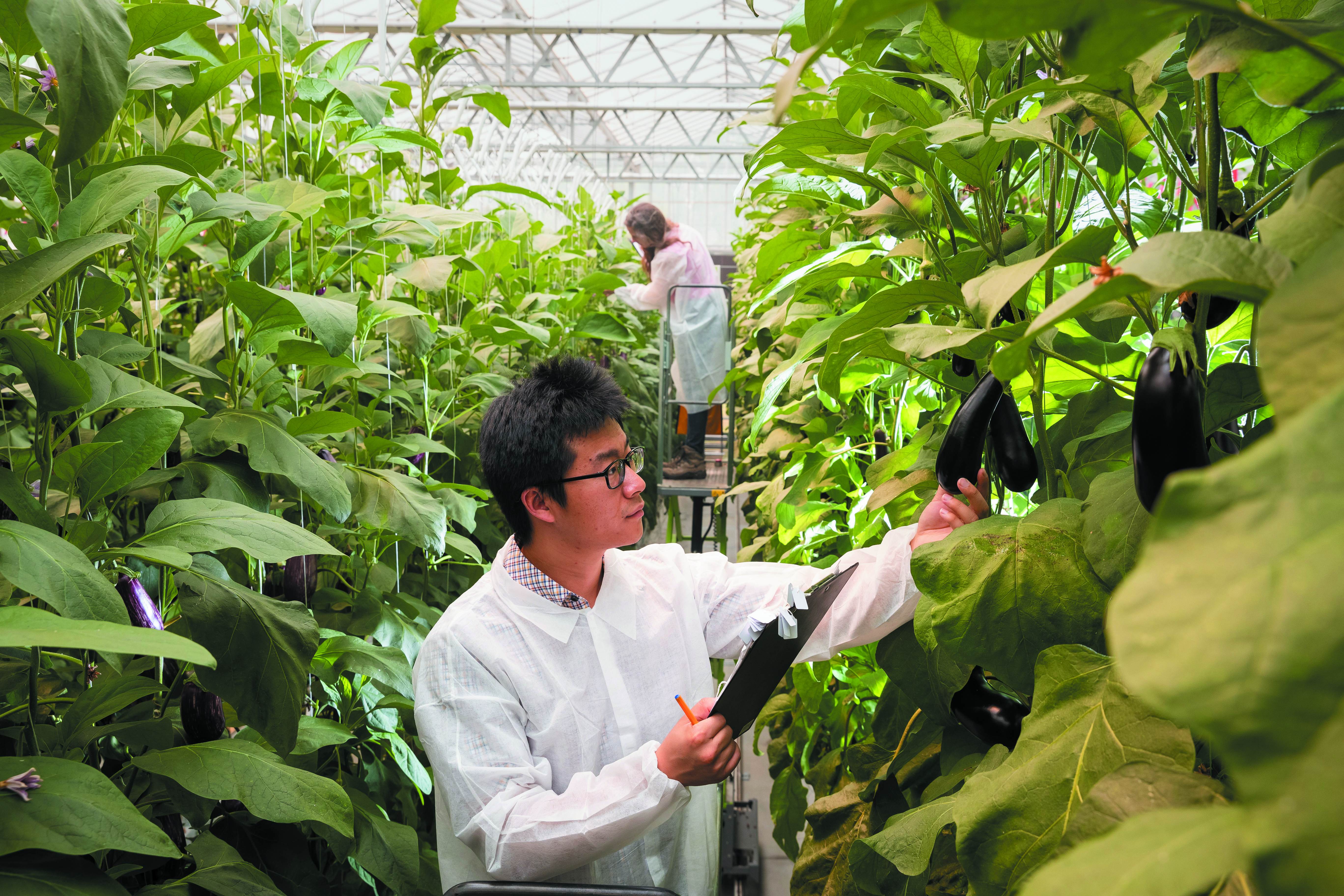 Chenchen Zhao and Chelsea Maier examining eggplants in Western’s glasshouse.
