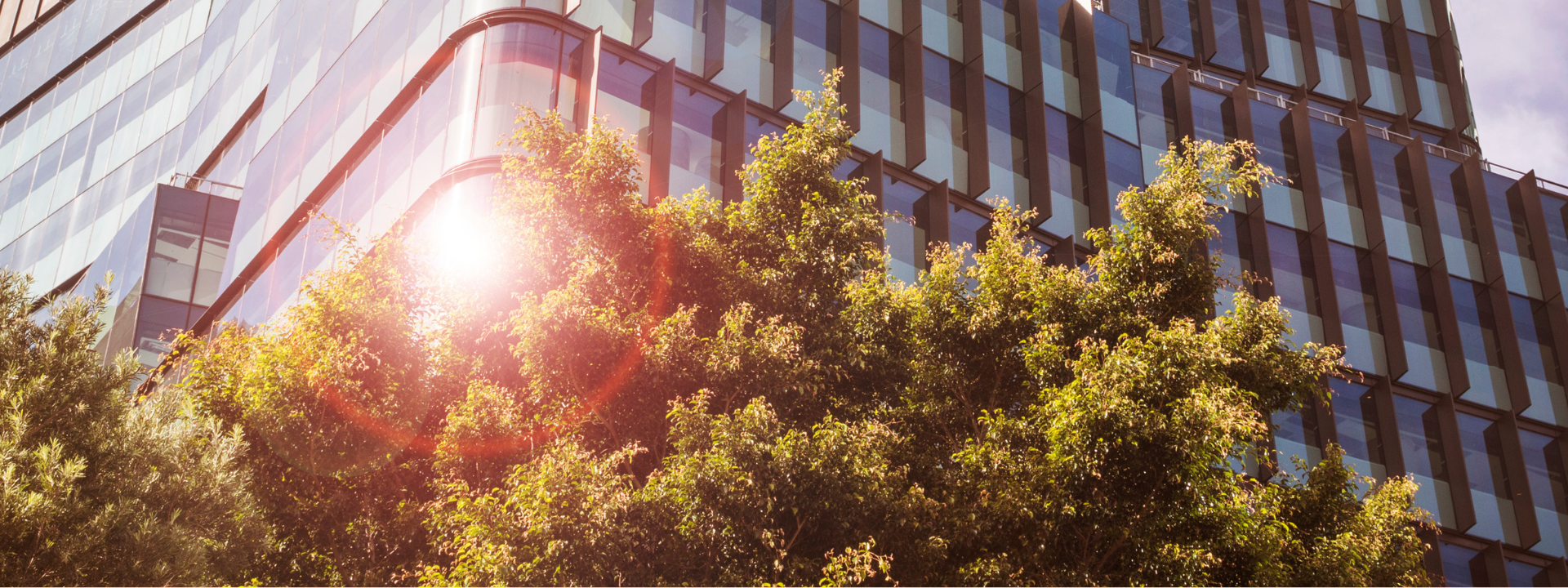 Western Sydney University Hassall St Parramatta campus with green foliage in foreground