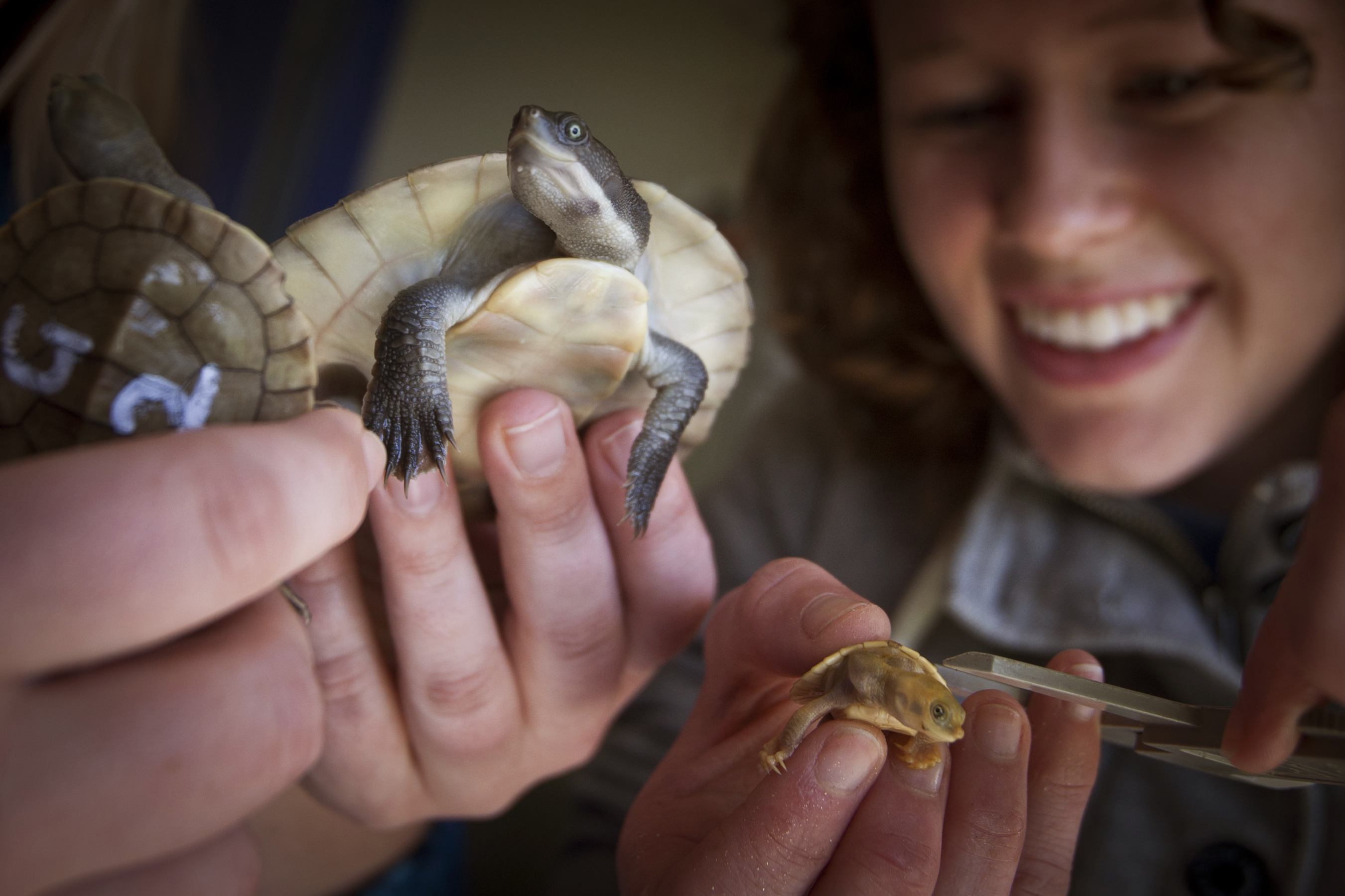 Photo of a student holding a baby freshwater turtle.