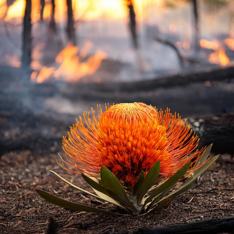 Resilience in Flames_Emma Rich