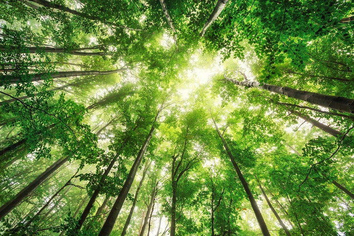 Tree tops