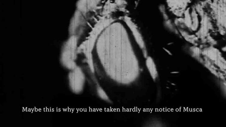 Musca - film still