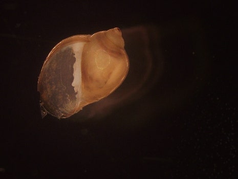 Freshwater snails (Physidae)