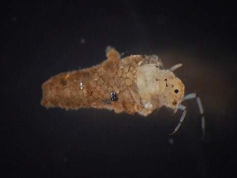 Caddisfly (Leptoceridae)
