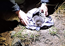 Platypus being released back into River