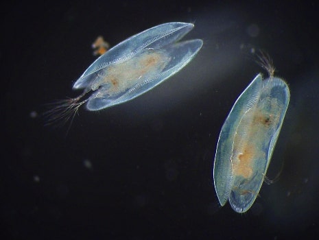 Water fleas (Moinidae)