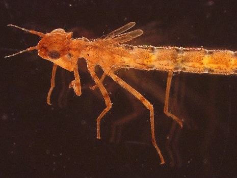 Damselflies (Coenagrionidae)