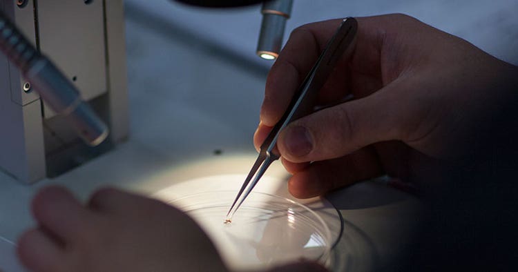 Investigating insects under microscope in laboratory