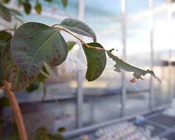 Plants Animals and Interactions