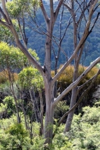 Eucalyptus