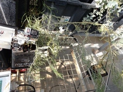 Glasshouse Drought Exp 2