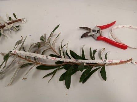 Urban Tree Processing